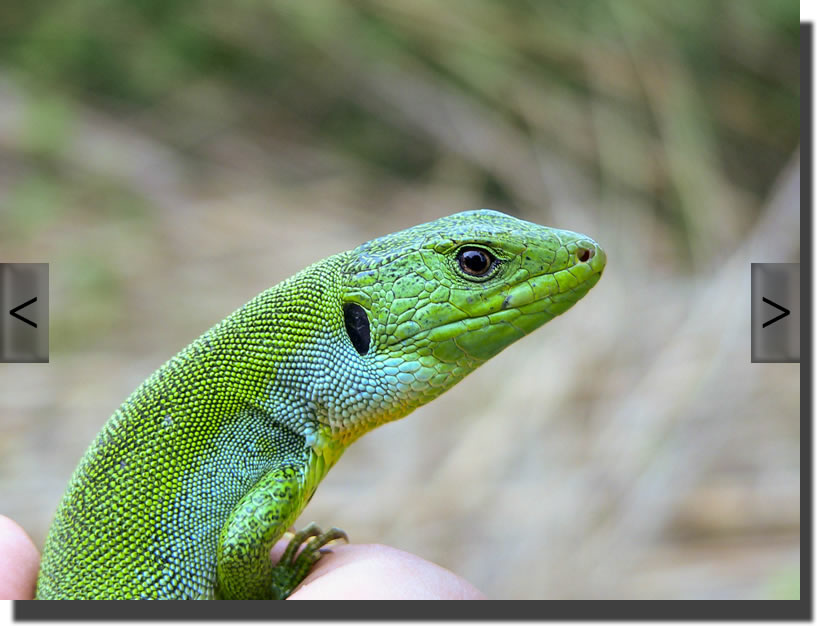 Lacerta trilineata